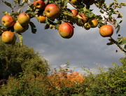 18th Sep 2015 - Apple harvest