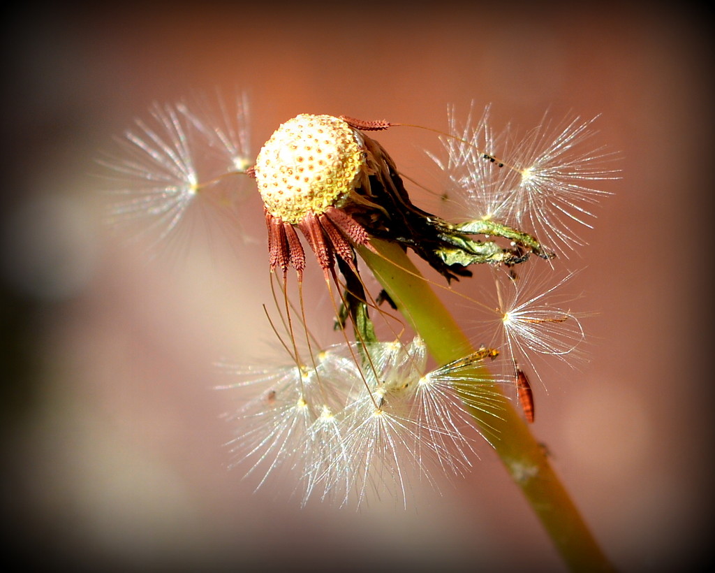 Did You Make A Wish?DSC_0709 by merrelyn