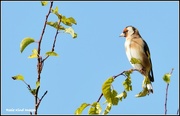 19th Sep 2015 - Goldfinch