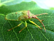 19th Sep 2015 - Green Shieldbug Adult (Palomena prasina)
