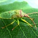 Green Shieldbug Adult (Palomena prasina) by julienne1