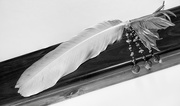 18th Sep 2015 - Feather Focus Stacked and B and W