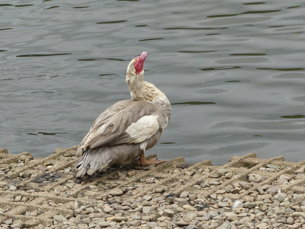  Muscovy/Barbary Duck by susiemc