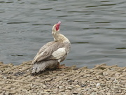 1st Aug 2015 -  Muscovy/Barbary Duck