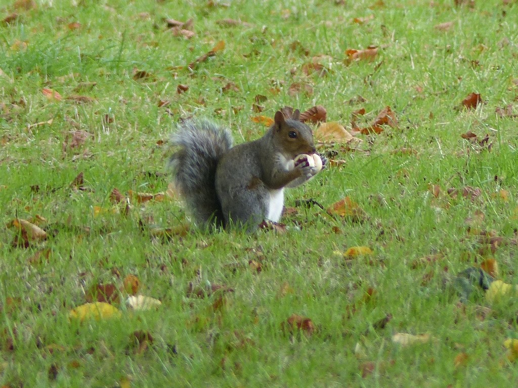  Grey Squirrel with Horse Chestnut by susiemc