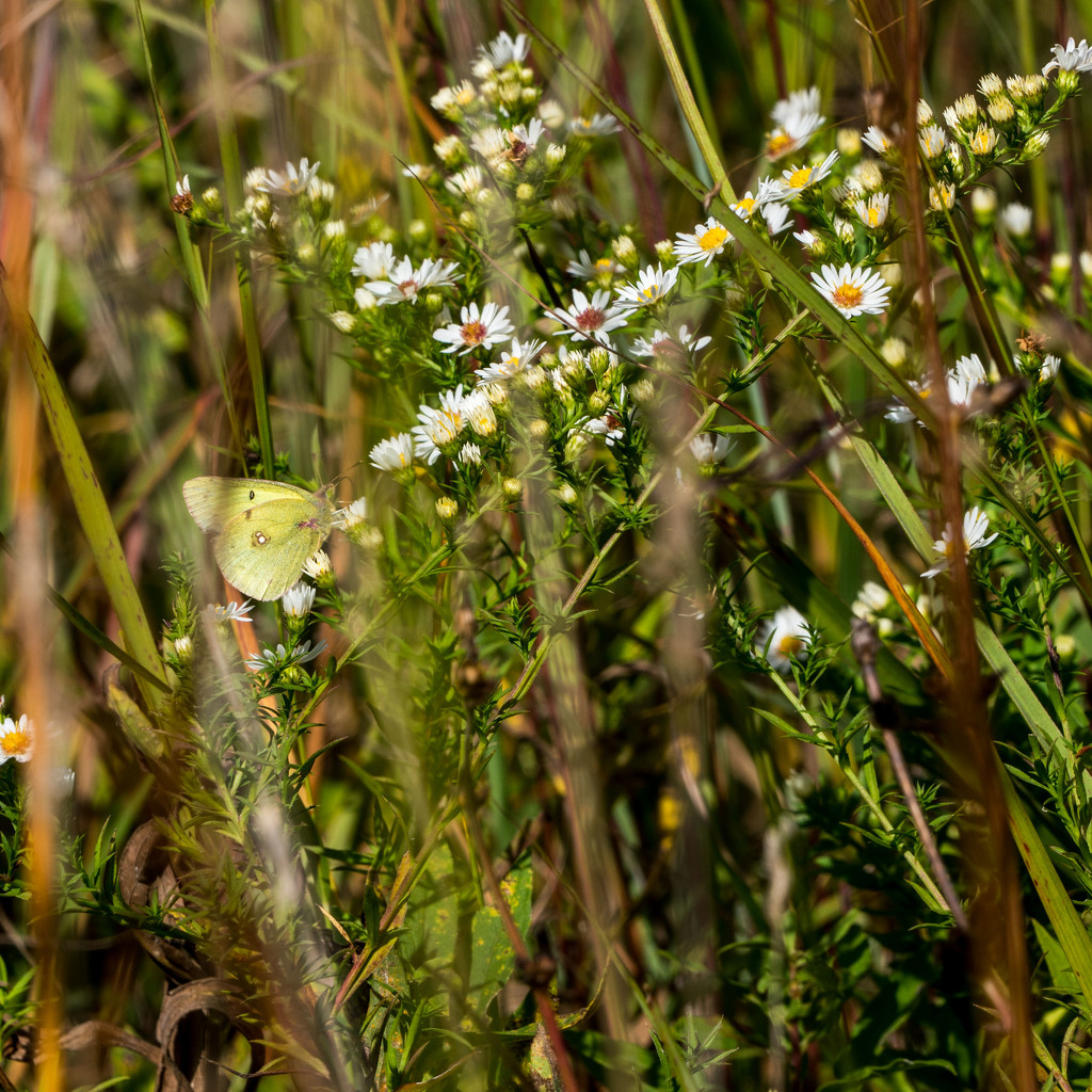 Clouded Sulphur Butterfly by rminer