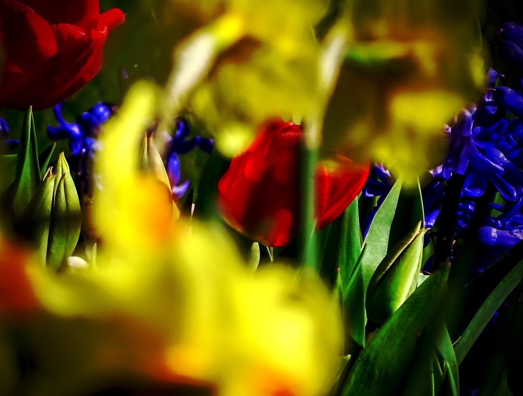 Through the Daffodils by maggiemae