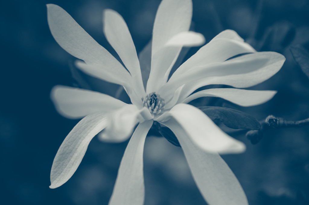 Blue magnolia by brigette