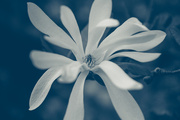 20th Sep 2015 - Blue magnolia
