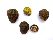 19th Sep 2015 - Garden Snails - Relocated
