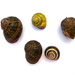 Garden Snails - Relocated by phil_howcroft