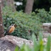 A Visiting Robin by markandlinda