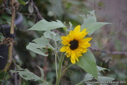 2nd Oct 2015 - Sunflower