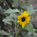 Sunflower by motorsports