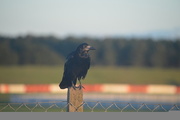 28th Sep 2015 - A Snetterton Crow