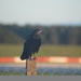 A Snetterton Crow by motorsports