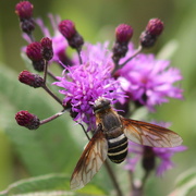19th Sep 2015 - Bee-fly