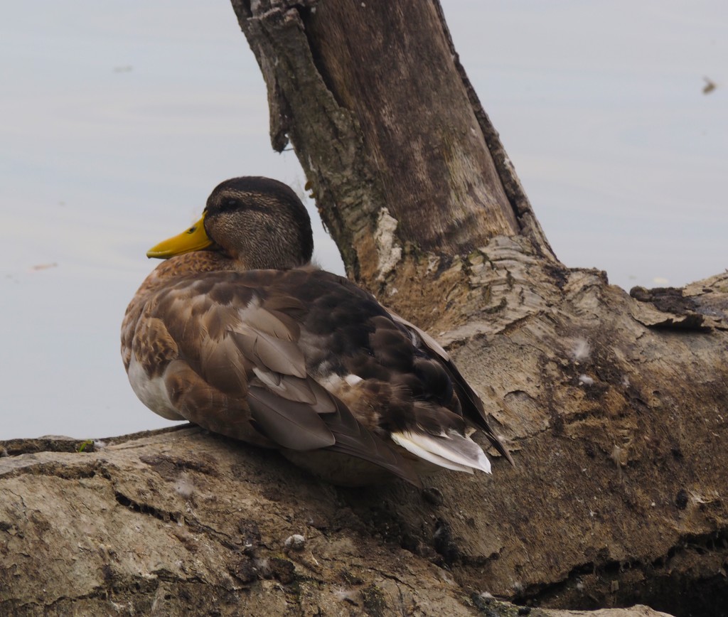 Sitting Duck by selkie