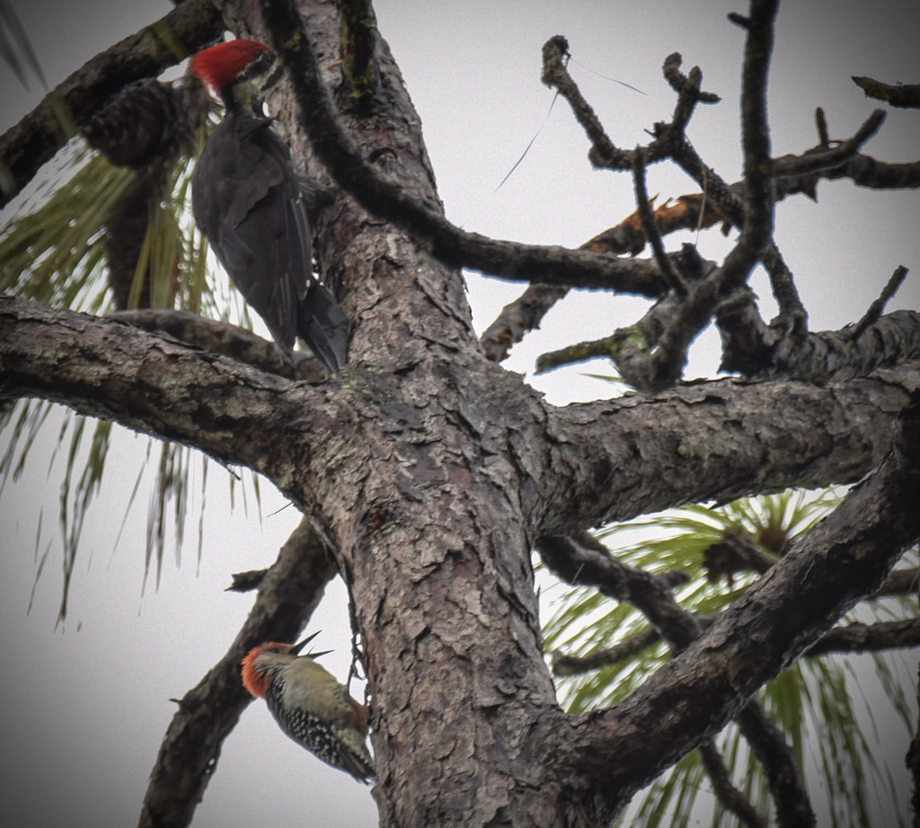 Woodpecker Tree by rickster549