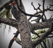 19th Sep 2015 - Woodpecker Tree