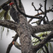 Woodpecker Tree by rickster549