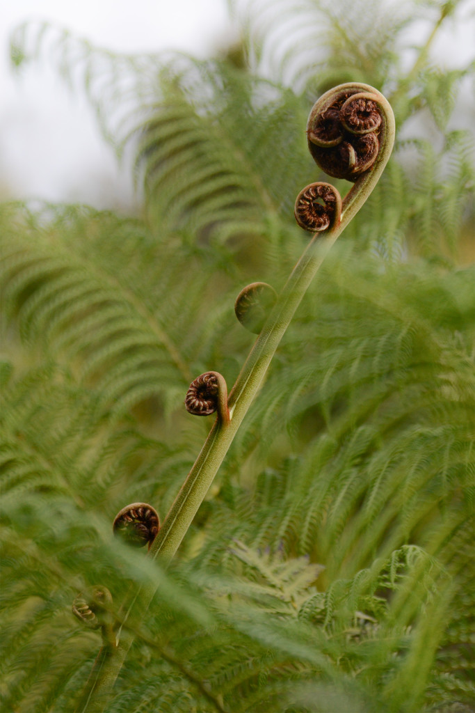 New fern by jeneurell
