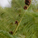 New fern by jeneurell