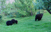 18th Sep 2015 - Bears