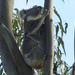 can't breathe mum! by koalagardens