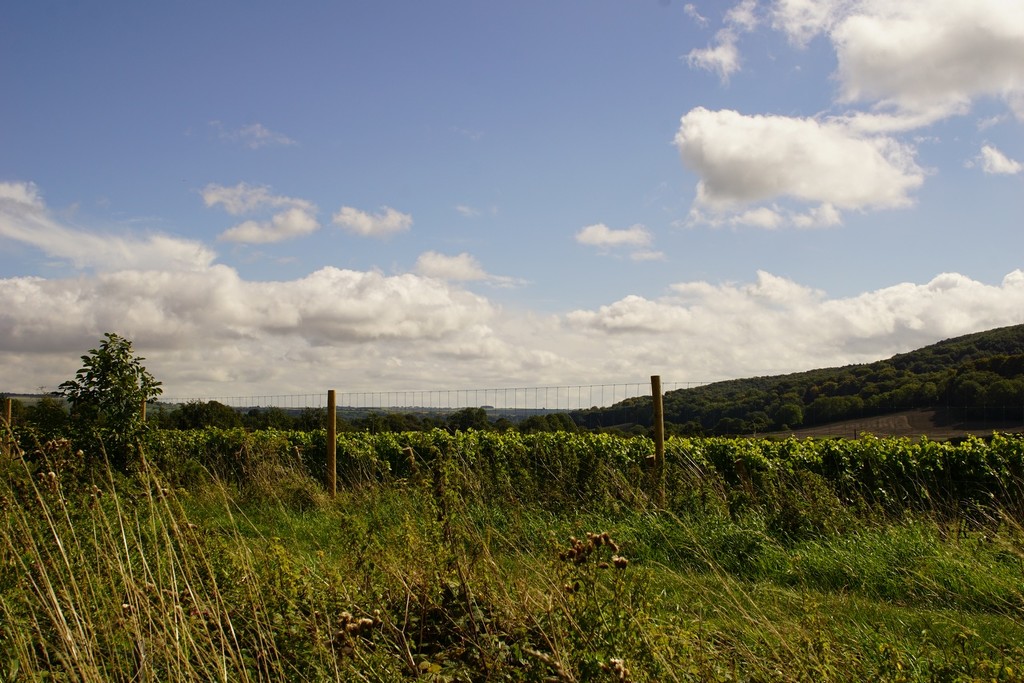 a Sussex vineyard by quietpurplehaze