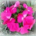 Pink Geranium  by beryl