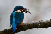 17th Sep 2015 - Kingfisher with Fish