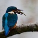 Kingfisher with Fish by padlock