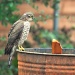 sparrowhawk  by blightygal