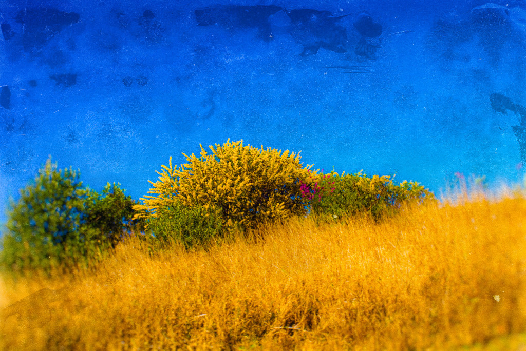 wattle and friends by annied