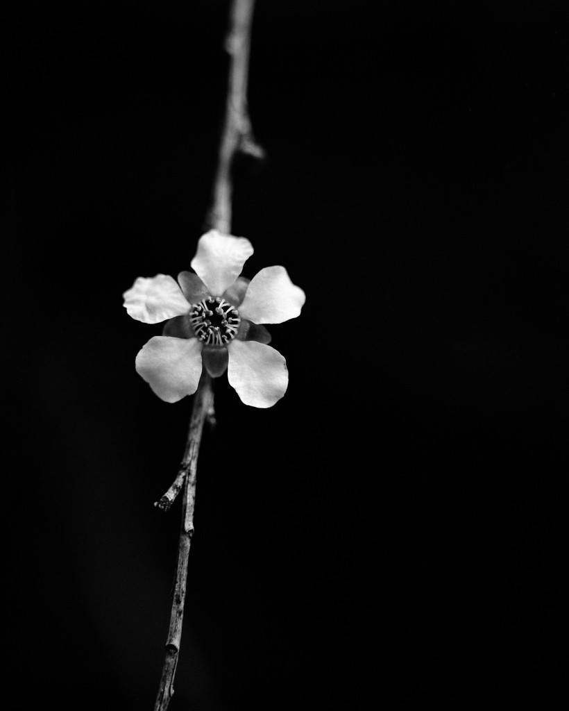 Tea-tree by peterdegraaff