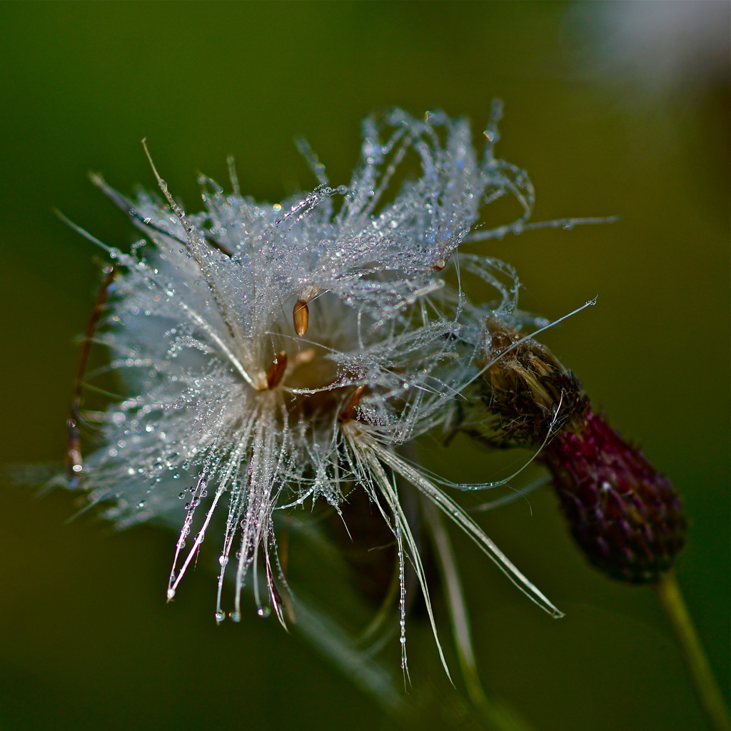 DEWY THISTLE  by markp