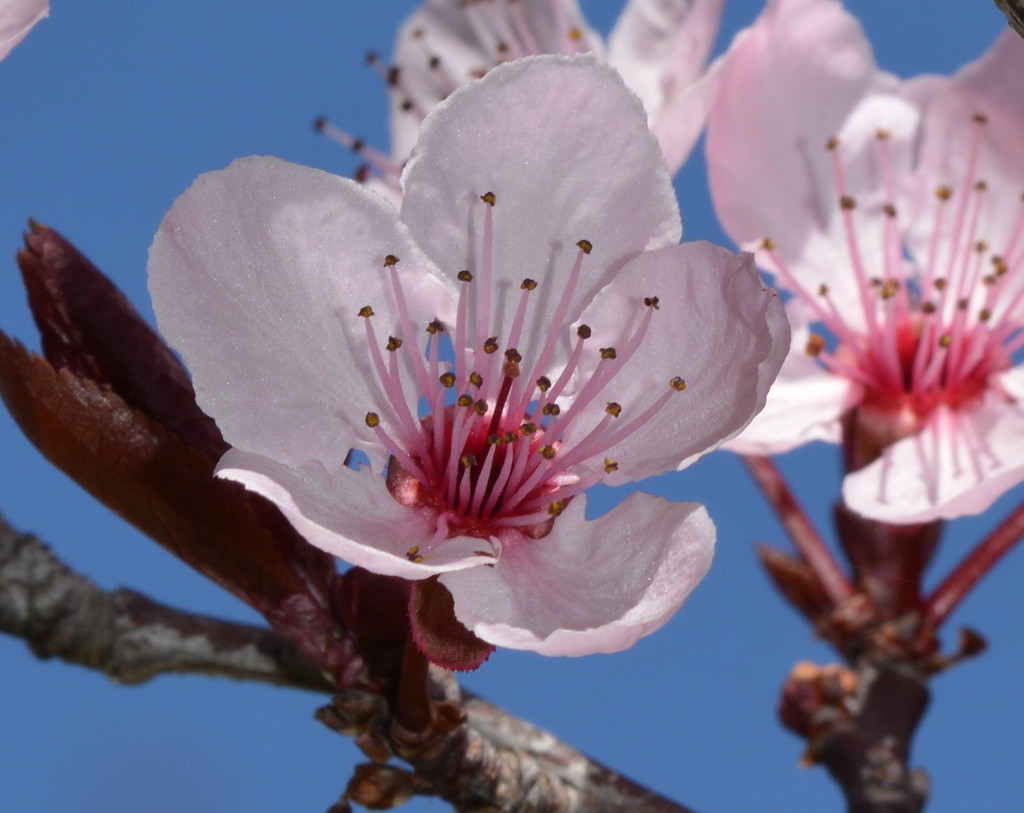 Spring Blossom DSC_0796 by merrelyn