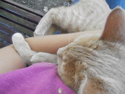 19th Sep 2015 - Cuddling with My Kitty