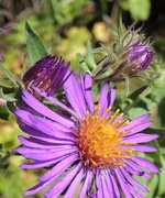 15th Sep 2015 - New England Aster