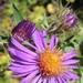 New England Aster by sunnygreenwood