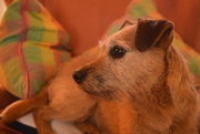 20th Sep 2015 - one dog, three cushions