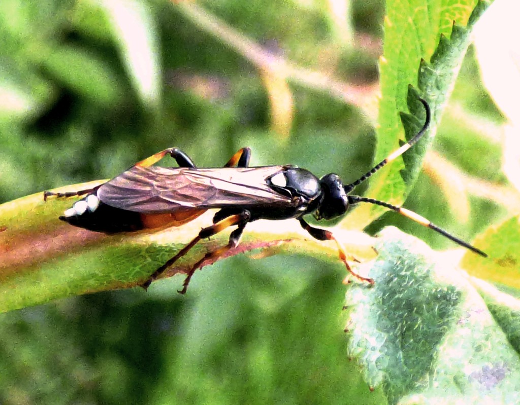 Parasitic Wasp (Ichneumon suspiciosus) by julienne1