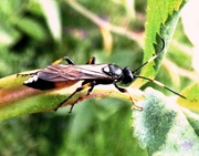 20th Sep 2015 - Parasitic Wasp (Ichneumon suspiciosus)