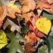 Fall Leaves by julie