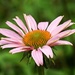 Little Pink Flower by lynne5477