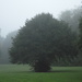 Tree - week 13  by dragey74