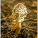 Fungi by pcoulson