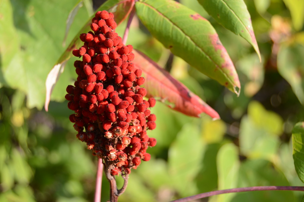 Sumac along the road by francoise