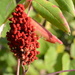 Sumac along the road by francoise